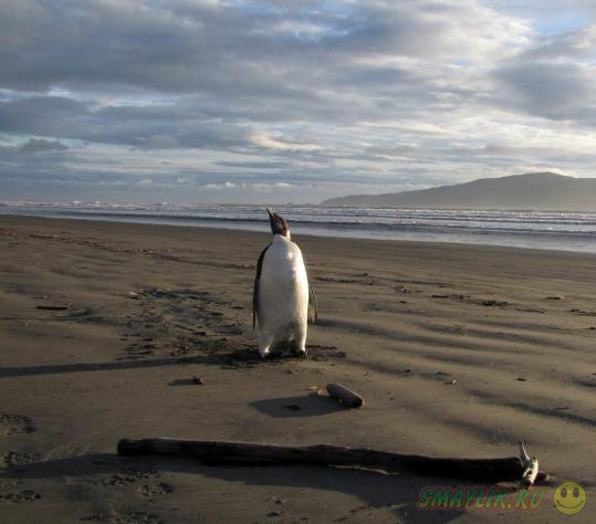 В Новой Зеландии нашли заблудившегося пингвина