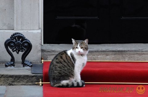 Кота премьер-министра Великобритании не хотели пускать в МИД 