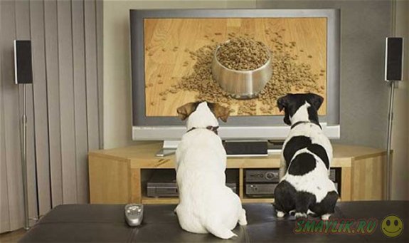 В  США и Израиле у собак появится собственный телеканал