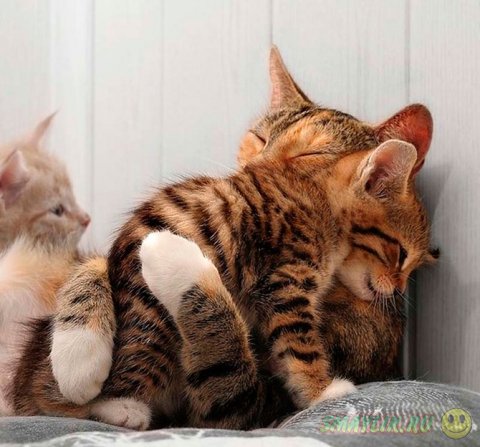 Котята тоже очень любят обниматься
