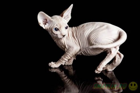 Удивительные кошки «в складочку» породы сфинкс