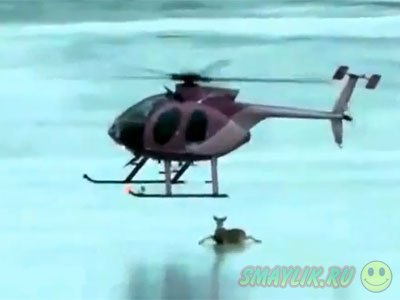В Канаде находчивость пилота вертолета спасла олениху