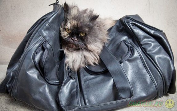 Персидская кошка случайно улетела из Египта в Англию