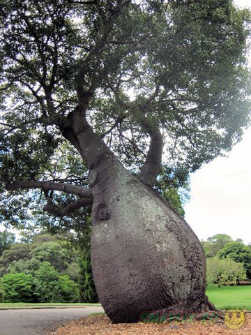 В Австралии 14-метровое дерево пересадят  второй раз за шесть лет