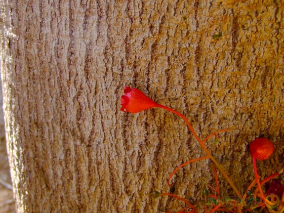 В Австралии 14-метровое дерево пересадят  второй раз за шесть лет