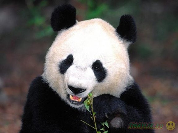 В провинции Китая появится  тематический отель для любителей панд 