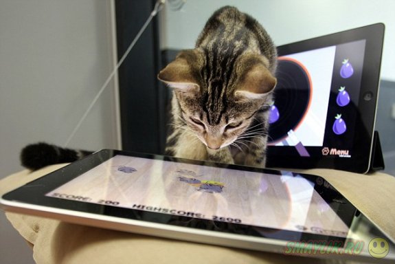 Кошкам придумают компьютерные игры