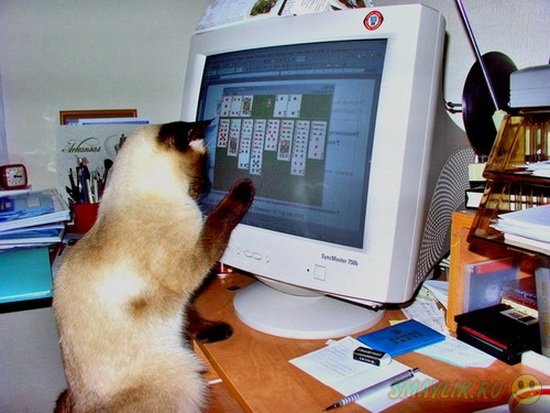 Кошкам придумают компьютерные игры