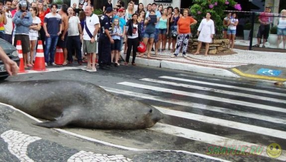 Морской лев решил прогуляться по улицам бразильского городка