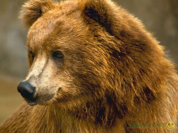 Медвежата забрались пообедать в дом жителя штата Калифорния 