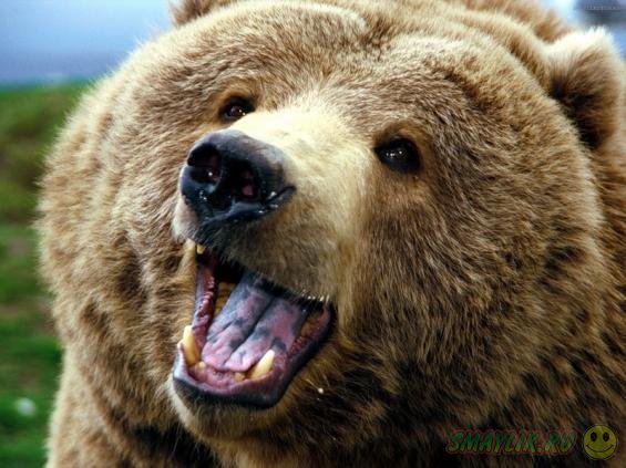 Медвежата забрались пообедать в дом жителя штата Калифорния 