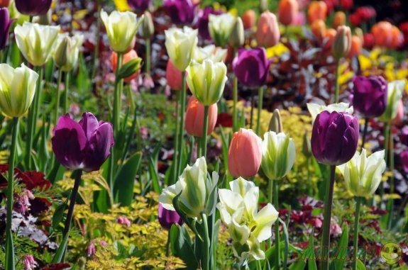 Самый большой в мире фестиваль тюльпанов проходит в  Нидерландах
