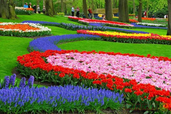 Самый большой в мире фестиваль тюльпанов проходит в  Нидерландах