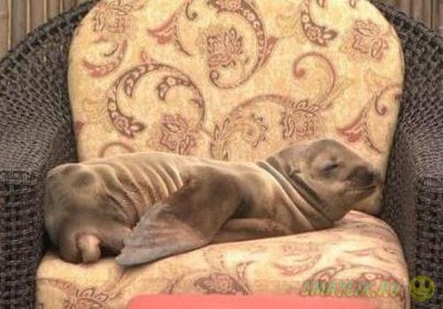 В США самка морского льва пробралась в гостиницу, чтобы отдохнуть в кресле