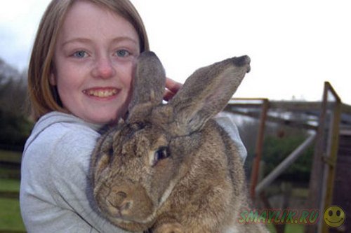 Британский кролик может быть признан самым крупным кроликом в мире