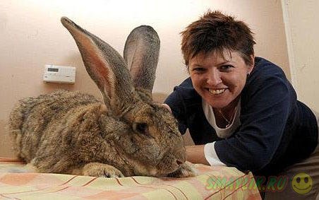 Британский кролик может быть признан самым крупным кроликом в мире