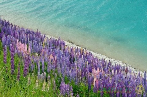 Красочное цветение люпина у озера Текапо