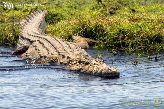 Житель Австралии на спор прыгнул в реку с крокодилами