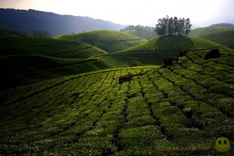 Чайные  плантации в индийском штате Керала