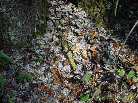 Данаида монарх — бабочки мигрирующие на большие расстояния