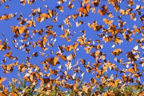 Данаида монарх — бабочки мигрирующие на большие расстояния