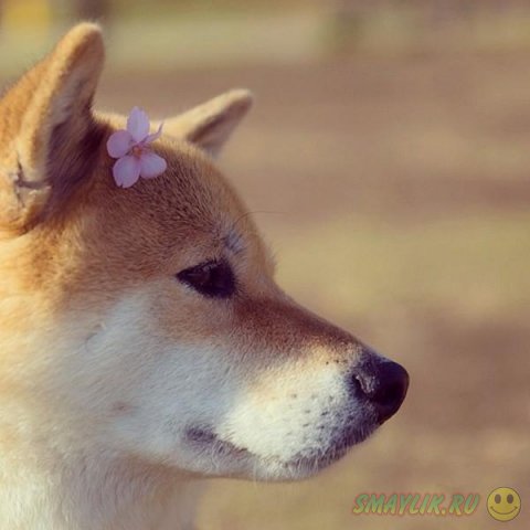 Милый пес породы Шиба-Ину 