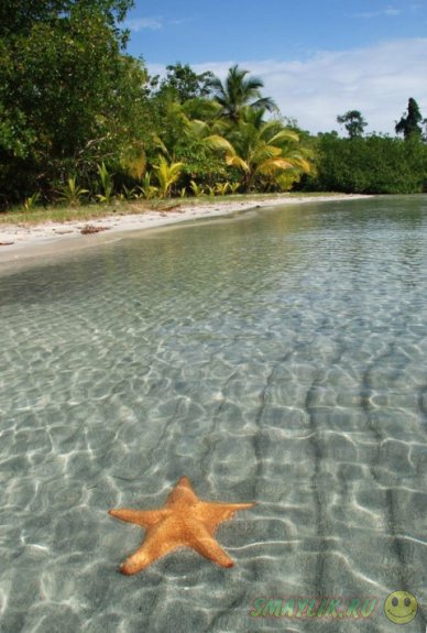 Морские звезды у берега Бока-дель-Драго 