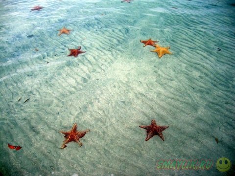 Морские звезды у берега Бока-дель-Драго 