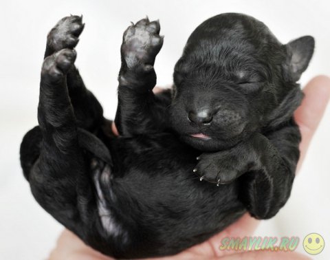 Фотографии новорожденных щенков от Траэр Скотт 
