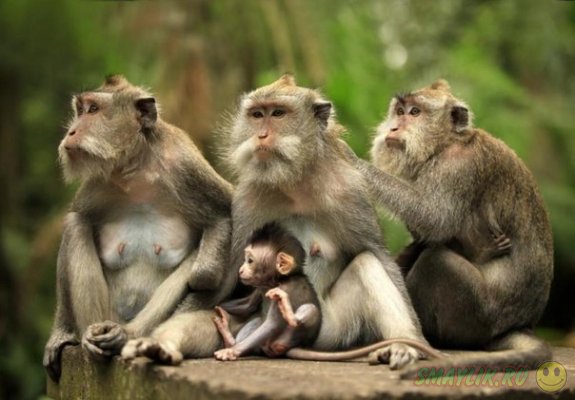 Жительница Британии написала книгу о своей жизни с обезьянами