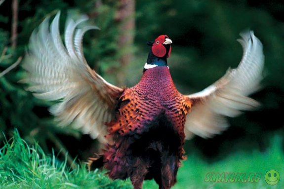 Британскую семью преследует неизвестный фазан