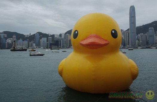 В Гонконге проходит заплыв гигантской надувной утки
