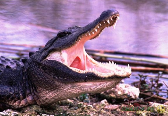В Австралии рыбак сумел отбиться от напавшего на него крокодила