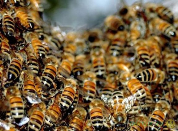 Супружеская пара в штате Юта обнаружила у себя дома гигантскую колонию пчел