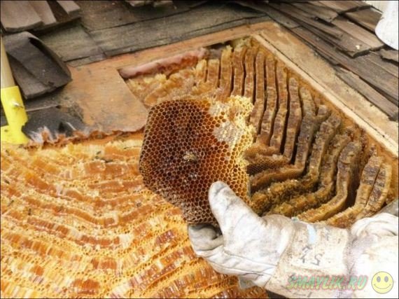 Супружеская пара в штате Юта обнаружила у себя дома гигантскую колонию пчел