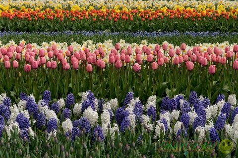 Яркие краски тюльпанов