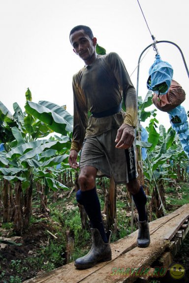 Как собирают бананы в Коста-Рике