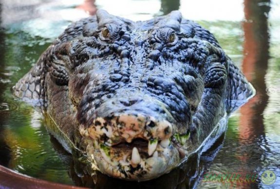 В Австралии крокодил-долгожитель  получил в подарок  торт из цыплят