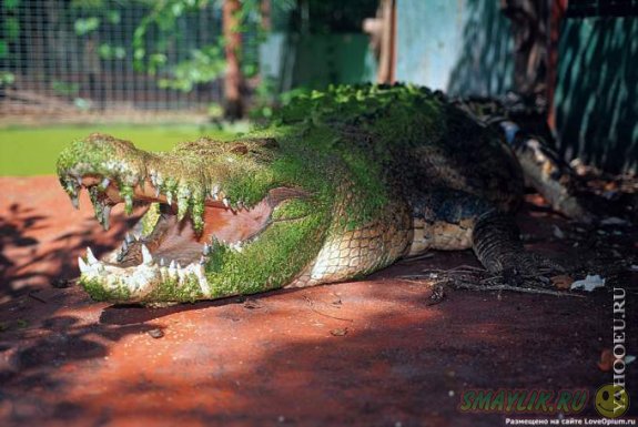 В Австралии крокодил-долгожитель  получил в подарок  торт из цыплят
