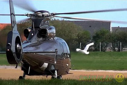 В Британии лебедя-кликуна уличили в симпатии к вертолету