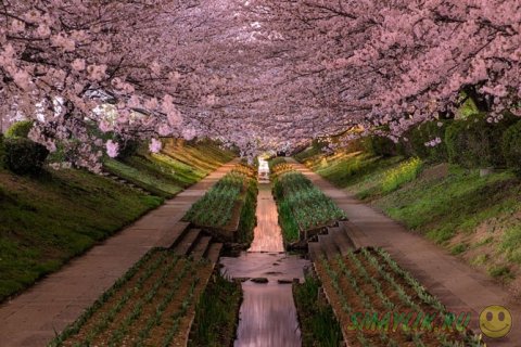 Природа Японии в обьективе фотоапарата 