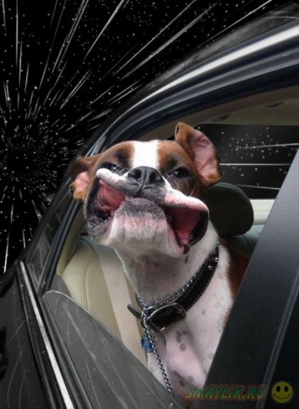 Собаки, высунувшие головы из машин, от  Бенжамина Грелль 