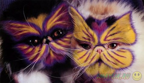 Кэтпейнтинг - разукрашенные коты и кошки 