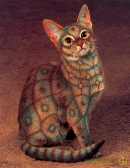 Кэтпейнтинг - разукрашенные коты и кошки 