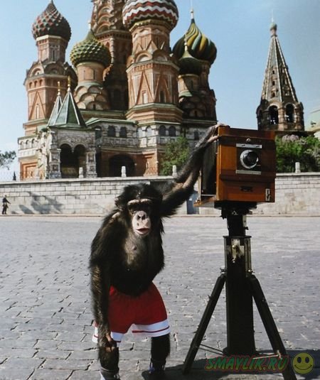 В Лондоне продали фотографии, сделанные шимпанзе Микки на Красной площади 
