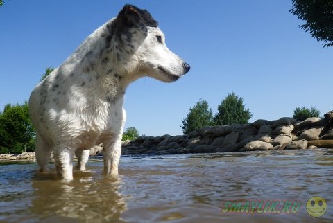 Животные во время наводнения в Европе