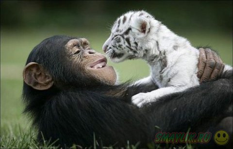 Животные также умеют дружить и любить