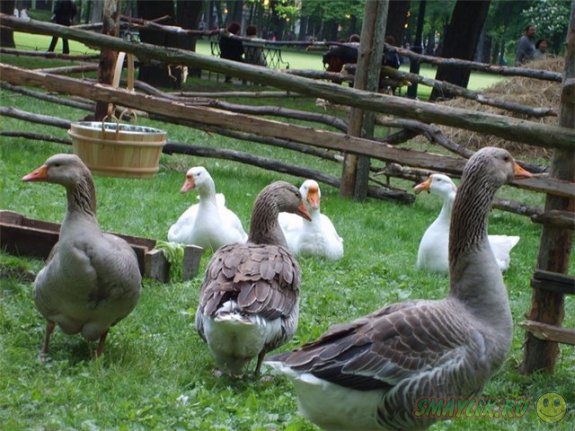 В Алтайском крае откроется первый в мире музей, посвященный гусям
