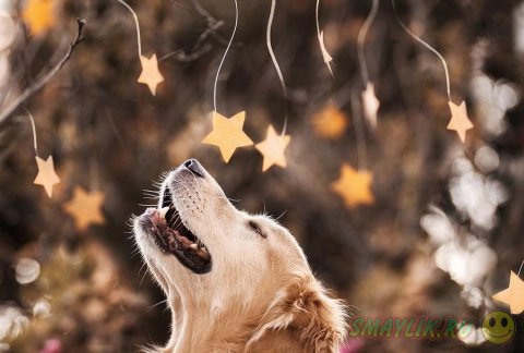 Счастливый и фотогеничный пес Чэмп