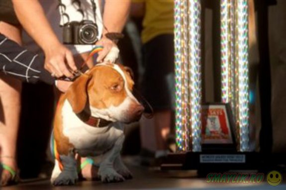 Дворняга Валле - самая уродливая собака в мире